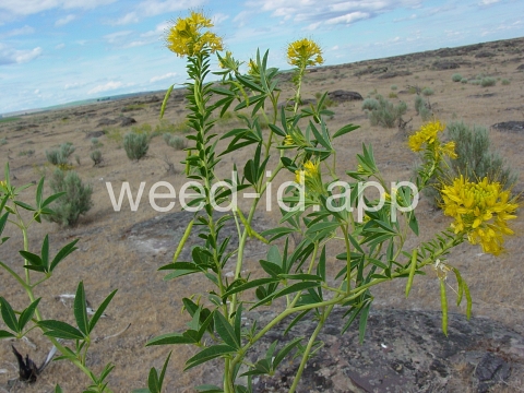 beeplant, yellow